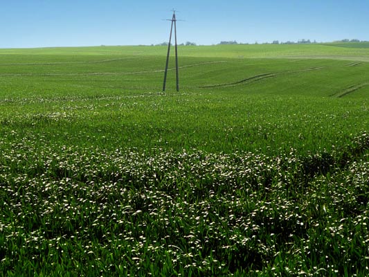 czerwiec i rysunki 