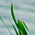 Narew brzegi rzeki