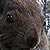 jesie�