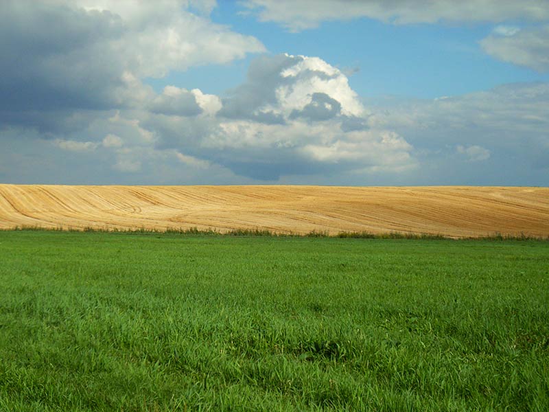 Wśród takich pól maszeruje Kadrówka