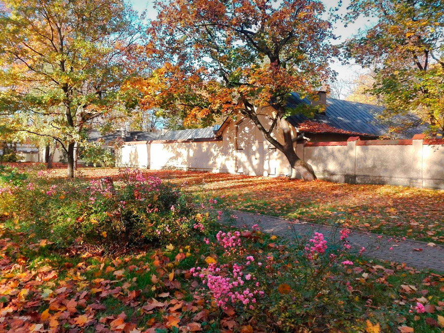 kwiaty i liscie jesienne na uliczce w Wilanowie