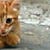 kot Monastir blog