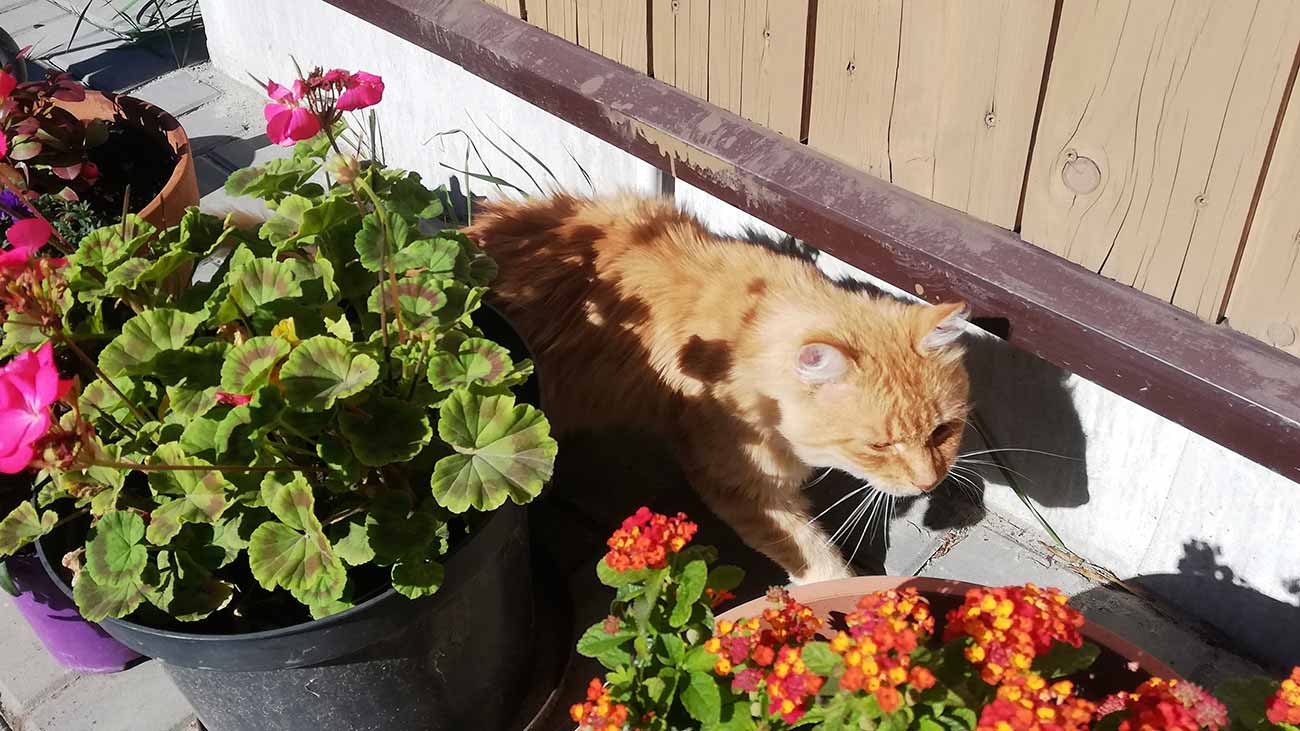 Kot za doniczkami z pelargoniami