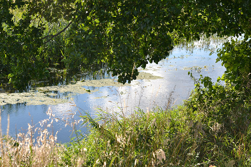 drzewo nad rzeką Bystrzycą