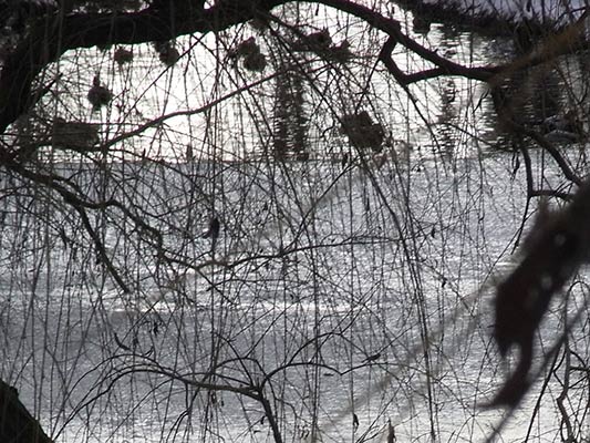  zima i staw 