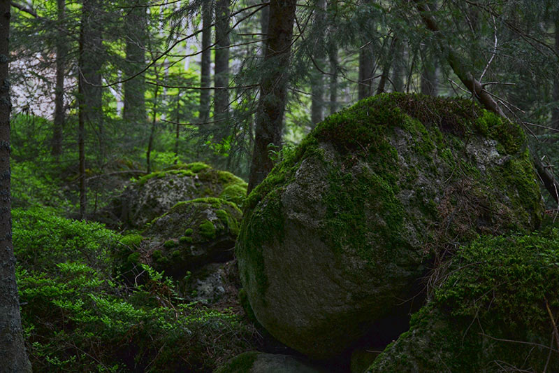 Tatry głazy pokryte mchem