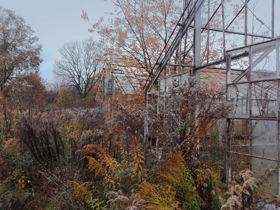rurbex ozbita szklarnia zarosła zielskiem