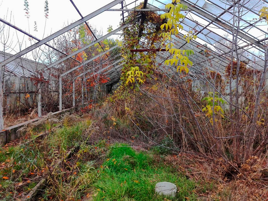 porzucona szklarnia urbex