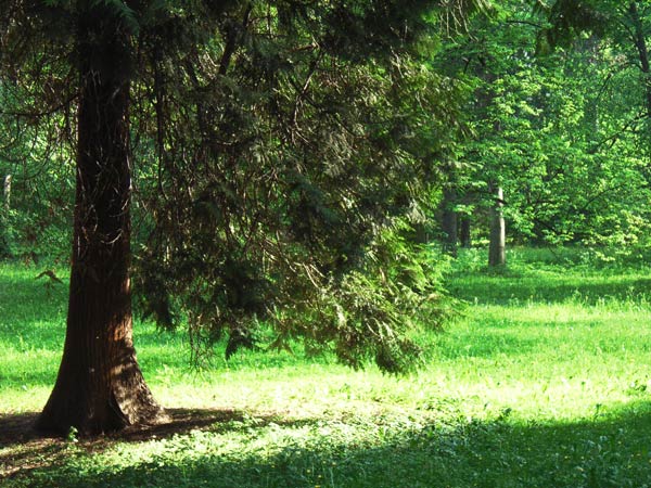 pień modrzewiowy na polanie