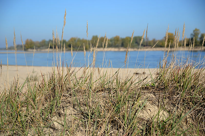 Wisła koło Warszawy, trawa wydmowa