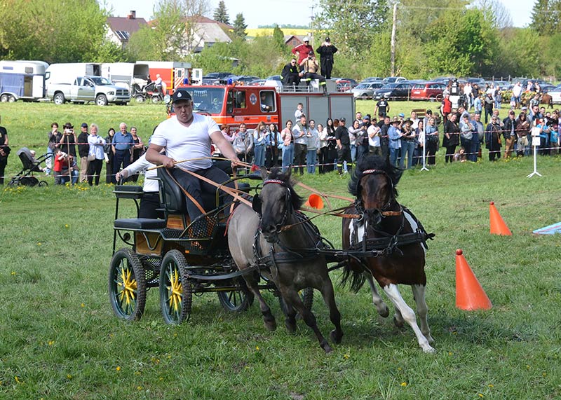 kategoria koni mniejszych na wyścigach zaprzęgów