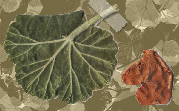 liście pelargoni 