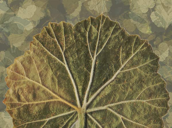 liście pelargoni