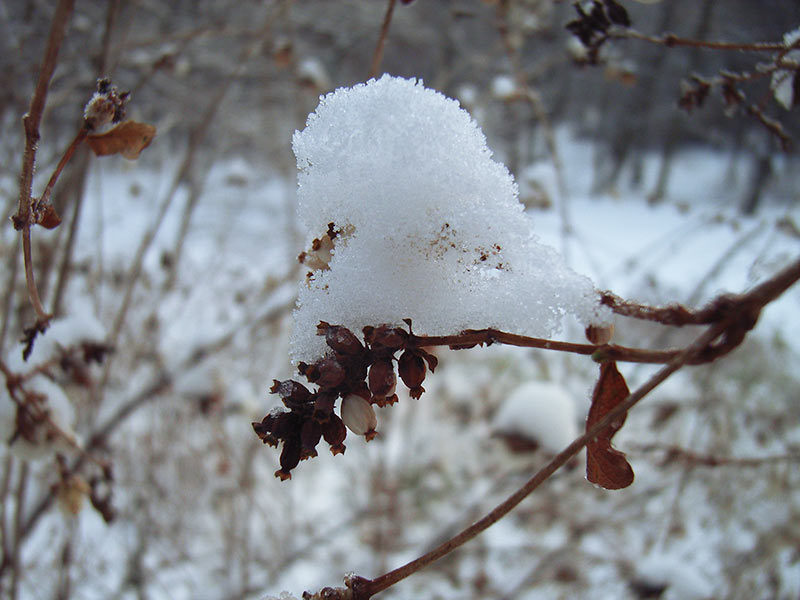 śnieg na gałązce