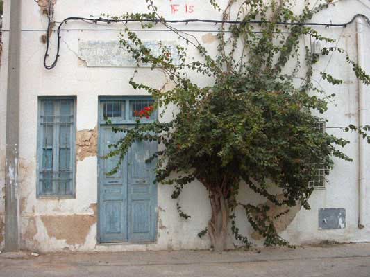 Houmt Souk budynek z pnaczami