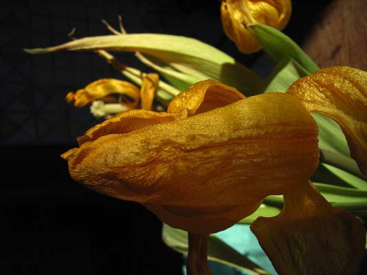 PhotoBlog
