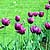 Pole tulipan�w