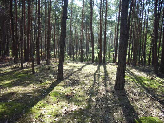 las w słońcu