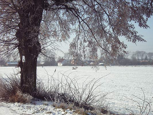 Drzewo przy ośnieżonym polu a dalej zabudowania
